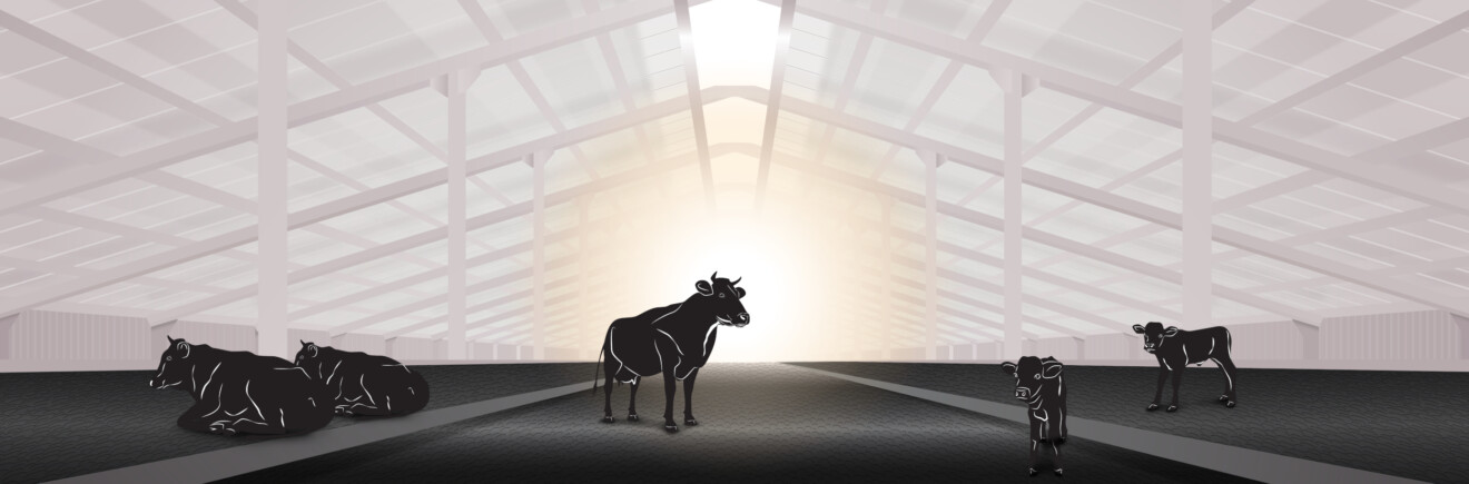 graphic of standing cow in stable